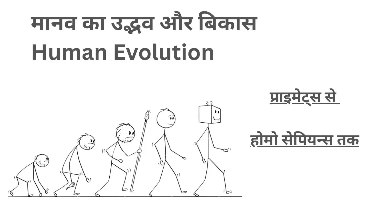 मानव का उद्भव और विकास का क्रम – प्राइमेट्स से होमो सेपियन्स तक